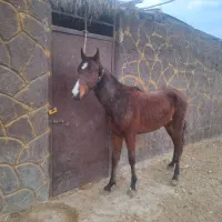 کره اسب نریان بافق