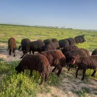 بره پروار و و بومی چاق وپایه پروار هردو داریم