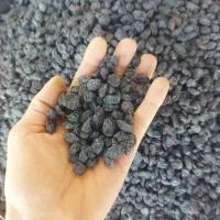 انواع کشمش گله آفتابی درگز و کاشمر عمده و جزیی