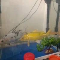 ماهی کوی ماهی فایتر|ماهی|تهران, توحید|دیوار