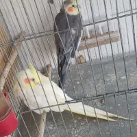 قرعه کشی عروس هلندی فقط با ۶۰ تومن