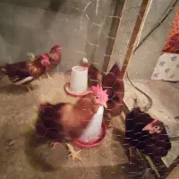 خروس نژاد سانپارس|حیوانات مزرعه|دهگلان, |دیوار