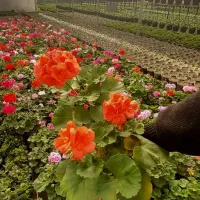 فروش گل فصلی