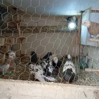 کبوتر|پرنده|مشهد, کشف|دیوار