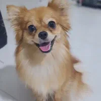 سگ پامرانین