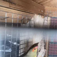 فنچ اروپایی|پرنده|تهران, اکباتان|دیوار