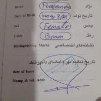 سگ دستی نجات پامر|سگ|مسجد سلیمان, |دیوار