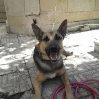 سگ ژرمن|سگ|اصفهان, کارلادان|دیوار