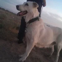 سگ پژدرعراقی ماده