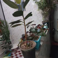 فروش گل|گل و گیاه طبیعی|بیستون, |دیوار