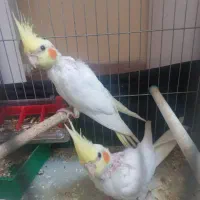 جوجه عروس هلندی