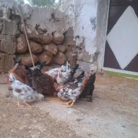 جوجه محلی|حیوانات مزرعه|لیکک, |دیوار