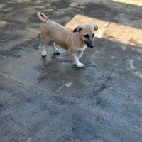 سگ پاپی|سگ|مشهد, انصار|دیوار