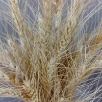 روانشناس بالینی