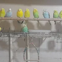 پرنده