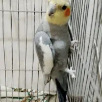 عروس هلندی