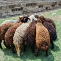 گوسفند شراکت پخش گوشت