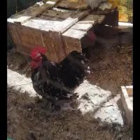 فروش فوری یه جفت مرغ و خروس کوشین