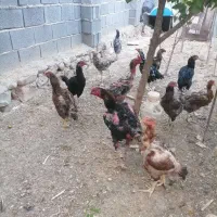 مرغ و خروس لاری