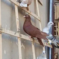 کفتر|پرنده|تربتحیدریه, نواب صفوی|دیوار