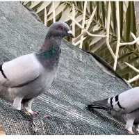 کبوتر گرگی و مسافتی