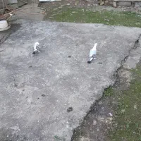 کبوتربلژیکی|پرنده|لاهیجان, آهندان|دیوار