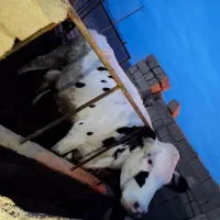 گاو|حیوانات مزرعه|سده (خراسان جنوبی), |دیوار