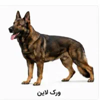 واگذاری ژرمن شپرد