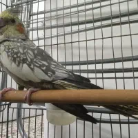 طوطی|پرنده|قرچک, شهرک طلائیه|دیوار