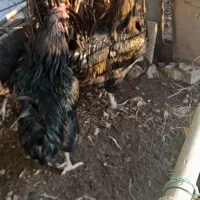 خروش محلی خوش خوراک|حیوانات مزرعه|مسجد سلیمان, |دیوار