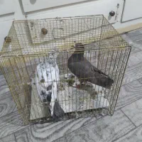 دو عدد کبوتر پرشی