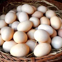 تولید تخم مرغ محلی