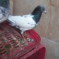 یجفت کله ای معاوضه