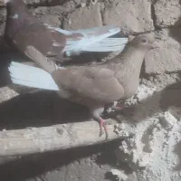 کفتر کبوتر|پرنده|نیشابور, مبارکه|دیوار