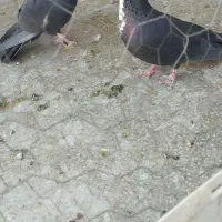 کفش مجلسی . طرح کفتر کبوتر معاوضه  اگهی بخون|کیف، کفش، کمربند|رفسنجان, |دیوار