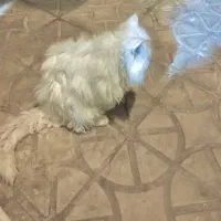 گربه پرشین نر عقیم شده|گربه|کرمان, |دیوار