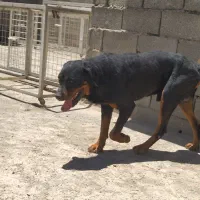 سگ روتوایلر نگهبان قلدر خاموش