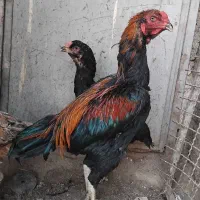 خروس لاری