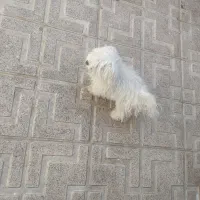 فروش دوعددپاکوتای شیتزو|سگ|مراغه, |دیوار