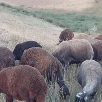 میش درجه یک