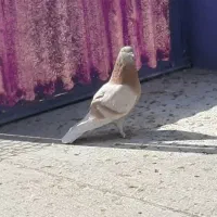 ساعت سنگین و زیبا|پرنده|پاکدشت, خاتون آباد|دیوار