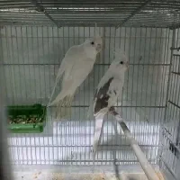 دوجف عروس هلندی  البینو مولد کار داد