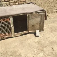قفس بزرگ لانه کفتر