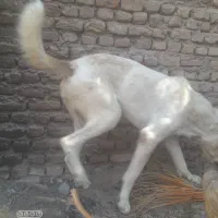 سگ افغان|سگ|بم, |دیوار