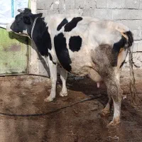 گاو شیری با گوساله ماده