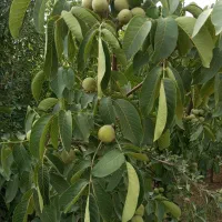 گردو تخم پیوندی|خدمات باغبانی و درختکاری|سامان, |دیوار