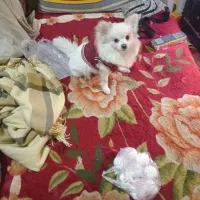 سگ. گمشده نژادپامر