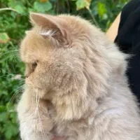 گربه نر جهت جفتگیری