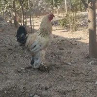 خروس برهما|حیوانات مزرعه|سنگدوین, |دیوار