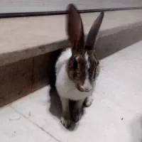 خرگوش